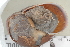  (Helicophanta goudotiana - UF420203A)  @13 [ ] CreativeCommons - Attribution Non-Commercial Share-Alike (2011) John Slapcinsky Florida Museum of Natural History