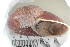  (Helicophanta vesicalis - UF435177A)  @11 [ ] CreativeCommons - Attribution Non-Commercial Share-Alike (2011) John Slapcinsky Florida Museum of Natural History