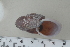  (Ampelita sp. 26JS - UF435352A)  @13 [ ] CreativeCommons - Attribution Non-Commercial Share-Alike (2011) John Slapcinsky Florida Museum of Natural History