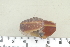  ( - UF435405B)  @12 [ ] CreativeCommons - Attribution Non-Commercial Share-Alike (2011) John Slapcinsky Florida Museum of Natural History