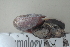  (Ampelita sepulcralis - UF435409A)  @14 [ ] CreativeCommons - Attribution Non-Commercial Share-Alike (2011) John Slapcinsky Florida Museum of Natural History