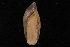  ( - 404179A)  @11 [ ] CreativeCommons - Attribution Non-Commercial Share-Alike (2012) John Slapcinsky Florida Museum of Natural History