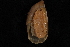  (Oxyloma salleana - 403125A)  @11 [ ] CreativeCommons - Attribution Non-Commercial Share-Alike (2012) John Slapcinsky Florida Museum of Natural History
