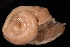  ( - 404857A)  @11 [ ] CreativeCommons - Attribution Non-Commercial Share-Alike (2012) John Slapcinsky Florida Museum of Natural History