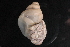  (Orthalicus reses - 449418A)  @12 [ ] CreativeCommons - Attribution Non-Commercial Share-Alike (2012) John Slapcinsky Florida Museum of Natural History