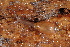  (Gastropoda - UF447029A)  @16 [ ] CreativeCommons - Attribution Non-Commercial Share-Alike (2011) John Slapcinsky Florida Museum of Natural History