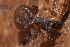  (Triodopsis palustris - UF447040A)  @15 [ ] CreativeCommons - Attribution Non-Commercial Share-Alike (2011) John Slapcinsky Florida Museum of Natural History