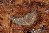  ( - UF447062A)  @13 [ ] CreativeCommons - Attribution Non-Commercial Share-Alike (2011) John Slapcinsky Florida Museum of Natural History