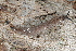  (Pulmonata - UF447080A)  @15 [ ] CreativeCommons - Attribution Non-Commercial Share-Alike (2011) John Slapcinsky Florida Museum of Natural History