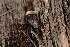  ( - UF447099A)  @13 [ ] CreativeCommons - Attribution Non-Commercial Share-Alike (2011) John Slapcinsky Florida Museum of Natural History
