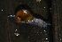  (Vitrinizonites - UF447136A)  @15 [ ] CreativeCommons - Attribution Non-Commercial Share-Alike (2011) John Slapcinsky Florida Museum of Natural History