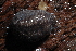  ( - UF447138A)  @13 [ ] CreativeCommons - Attribution Non-Commercial Share-Alike (2011) John Slapcinsky Florida Museum of Natural History