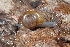  (Mesomphix inornatus - UF447172A)  @15 [ ] CreativeCommons - Attribution Non-Commercial Share-Alike (2011) John Slapcinsky Florida Museum of Natural History