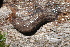  (Philomycus flexuolaris - UF447163A)  @14 [ ] CreativeCommons - Attribution Non-Commercial Share-Alike (2011) John Slapcinsky Florida Museum of Natural History