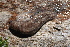  ( - UF447163A)  @14 [ ] CreativeCommons - Attribution Non-Commercial Share-Alike (2011) John Slapcinsky Florida Museum of Natural History