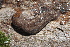  ( - UF447163A)  @13 [ ] CreativeCommons - Attribution Non-Commercial Share-Alike (2011) John Slapcinsky Florida Museum of Natural History