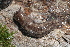  ( - UF447163A)  @13 [ ] CreativeCommons - Attribution Non-Commercial Share-Alike (2011) John Slapcinsky Florida Museum of Natural History