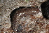  ( - UF447163A)  @13 [ ] CreativeCommons - Attribution Non-Commercial Share-Alike (2011) John Slapcinsky Florida Museum of Natural History