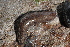  ( - UF447163A)  @12 [ ] CreativeCommons - Attribution Non-Commercial Share-Alike (2011) John Slapcinsky Florida Museum of Natural History