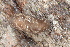  ( - UF447148A)  @11 [ ] CreativeCommons - Attribution Non-Commercial Share-Alike (2011) John Slapcinsky Florida Museum of Natural History