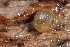  ( - UF447164A)  @11 [ ] CreativeCommons - Attribution Non-Commercial Share-Alike (2011) John Slapcinsky Florida Museum of Natural History