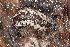  ( - UF447116A)  @12 [ ] CreativeCommons - Attribution Non-Commercial Share-Alike (2011) John Slapcinsky Florida Museum of Natural History