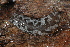  ( - UF447225A)  @13 [ ] CreativeCommons - Attribution Non-Commercial Share-Alike (2011) John Slapcinsky Florida Museum of Natural History