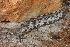  ( - UF447225A)  @14 [ ] CreativeCommons - Attribution Non-Commercial Share-Alike (2011) John Slapcinsky Florida Museum of Natural History