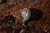  ( - UF447227A)  @11 [ ] CreativeCommons - Attribution Non-Commercial Share-Alike (2011) John Slapcinsky Florida Museum of Natural History