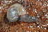  ( - UF447227A)  @11 [ ] CreativeCommons - Attribution Non-Commercial Share-Alike (2011) John Slapcinsky Florida Museum of Natural History