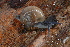  ( - UF447228A)  @13 [ ] CreativeCommons - Attribution Non-Commercial Share-Alike (2011) John Slapcinsky Florida Museum of Natural History