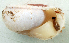  (Planispira sp. 1JS - UF299745A)  @11 [ ] CreativeCommons - Attribution Non-Commercial Share-Alike (2011) John Slapcinsky Florida Museum of Natural History