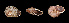  (Ampelita sp. 22JS - UF331109A)  @13 [ ] CreativeCommons - Attribution Non-Commercial Share-Alike (2011) John Slapcinsky Florida Museum of Natural History