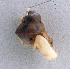  ( - UF333114b)  @11 [ ] CreativeCommons - Attribution Non-Commercial Share-Alike (2011) John Slapcinsky Florida Museum of Natural History