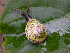 ( - UF366279A)  @12 [ ] CreativeCommons - Attribution Non-Commercial Share-Alike (2011) John Slapcinsky Florida Museum of Natural History