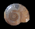  (Glyphyalinia cryptomphala - UF379007A)  @11 [ ] CreativeCommons - Attribution Non-Commercial Share-Alike (2011) Unspecified Florida Museum of Natural History