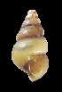  (Pomatiopsidae - UF382909A)  @13 [ ] CreativeCommons - Attribution Non-Commercial Share-Alike (2011) Unspecified Florida Museum of Natural History
