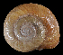  (Mesomphix vulgatus - UF382933A)  @13 [ ] CreativeCommons - Attribution Non-Commercial Share-Alike (2011) Unspecified Florida Museum of Natural History