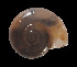  ( - UF383012A)  @11 [ ] CreativeCommons - Attribution Non-Commercial Share-Alike (2011) Unspecified Florida Museum of Natural History