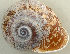  (Ampelita sakalava - UF420172A)  @13 [ ] CreativeCommons - Attribution Non-Commercial Share-Alike (2011) John Slapcinsky Florida Museum of Natural History
