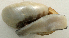 (Mesomphix sp. 2JS - UF420684A)  @11 [ ] CreativeCommons - Attribution Non-Commercial Share-Alike (2011) John Slapcinsky Florida Museum of Natural History