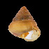  (Sitala mavo - UF421499A)  @11 [ ] CreativeCommons - Attribution Non-Commercial Share-Alike (2011) Unspecified Florida Museum of Natural History