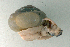  (Satsuma nux - UF423215a)  @11 [ ] CreativeCommons - Attribution Non-Commercial Share-Alike (2011) John Slapcinsky Florida Museum of Natural History