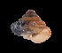  ( - UF425102A)  @11 [ ] CreativeCommons - Attribution Non-Commercial Share-Alike (2011) Unspecified Florida Museum of Natural History