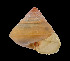  ( - UF425168A)  @13 [ ] CreativeCommons - Attribution Non-Commercial Share-Alike (2011) Unspecified Florida Museum of Natural History