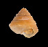  ( - UF425241A)  @12 [ ] CreativeCommons - Attribution Non-Commercial Share-Alike (2011) Unspecified Florida Museum of Natural History