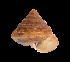  (Sitala lincolni - UF425351A)  @12 [ ] CreativeCommons - Attribution Non-Commercial Share-Alike (2011) Unspecified Florida Museum of Natural History