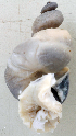  (Drymaeus - UF428194A)  @11 [ ] CreativeCommons - Attribution Non-Commercial Share-Alike (2011) John Slapcinsky Florida Museum of Natural History