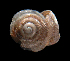  ( - UF437635A)  @12 [ ] CreativeCommons - Attribution Non-Commercial Share-Alike (2011) Florida Museum of Natural History Florida Museum of Natural History