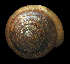 (Ventridens gularis - UF437637A)  @11 [ ] CreativeCommons - Attribution Non-Commercial Share-Alike (2011) Florida Museum of Natural History Florida Museum of Natural History